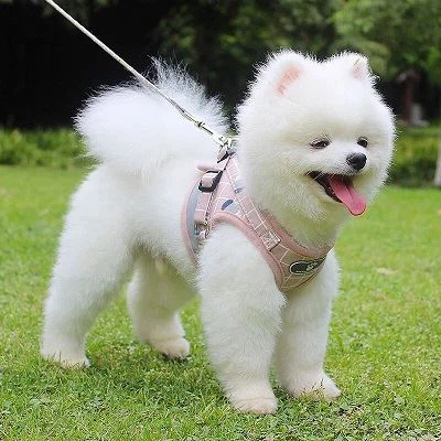 Bekalan Haiwan Kesayangan